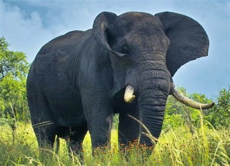 Trend Masa Kini 21 Contoh Gambar Gajah