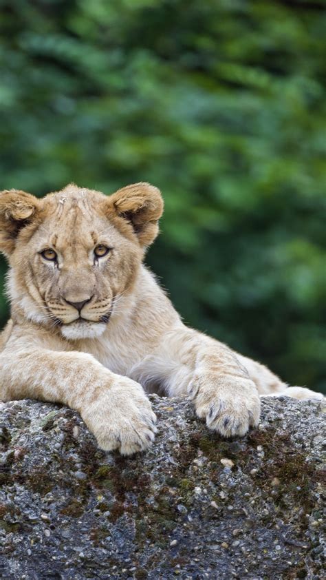 Wallpaper Lion Cute Animals 4k Animals 20307