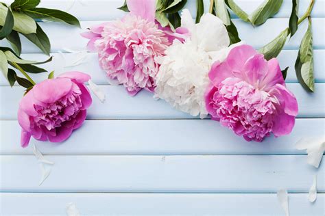 Geburtstagswünsche für mama sind deshalb sehr emotional und sollen zeigen, dass sohn und tochter sie lieb haben. Blumen Hamburg | Floristik für alle Anlässe | seit 1846 in ...