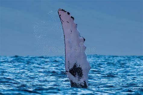 Humpback Whale Pectoral Fin Stock Image Image Of Humpback Marine