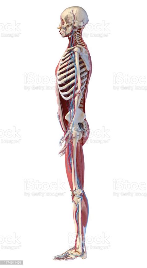 Human Full Body Skeleton With Muscles Veins And Arteries 3d