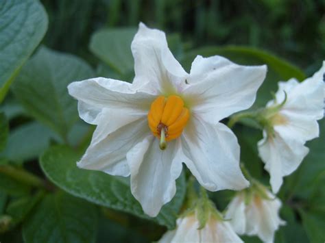 Filesolanum Tuberosum Flower