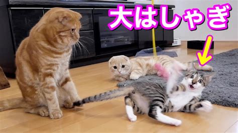 小さな猫と短足猫が仲良く遊ぶ様子 Youtube