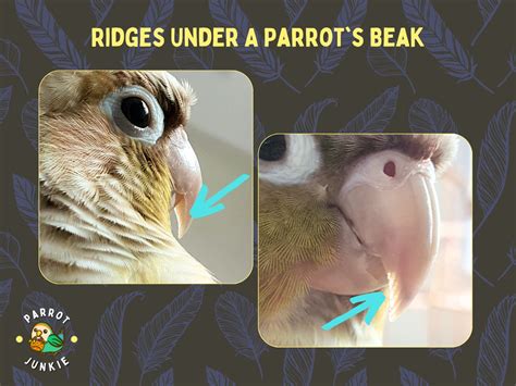 Parrot Beak Anatomy All You Need To Know With Pictures Parrot Junkie