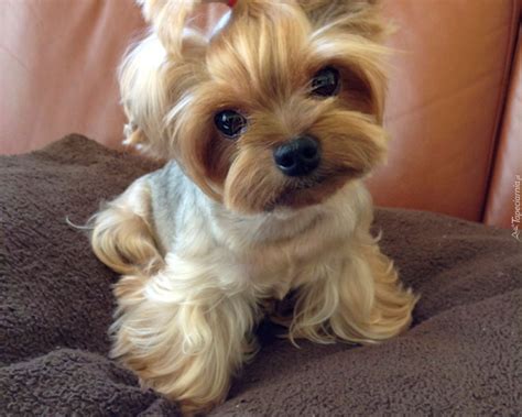 The prostate specific antigen (psa) test is used to measure … Młody, York