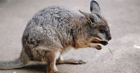 Wallaby Animal Facts