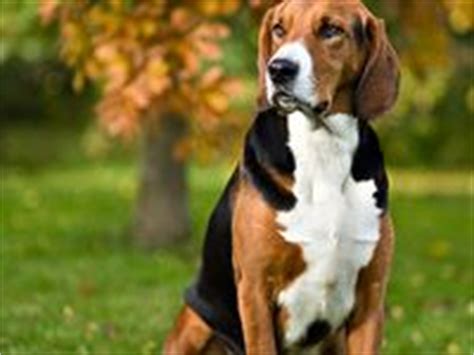 images  english foxhound  pinterest english english foxhound  bloodhound