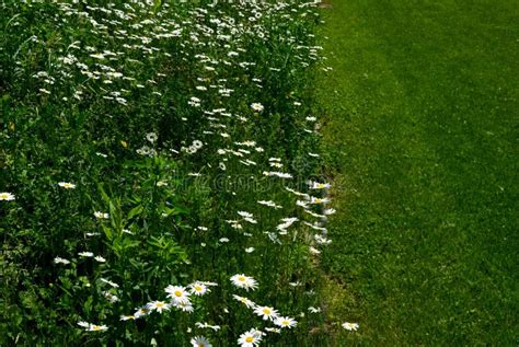 Path Mowed By A Mower On A Narrow Sidewalk Low Grass Surrounded By A