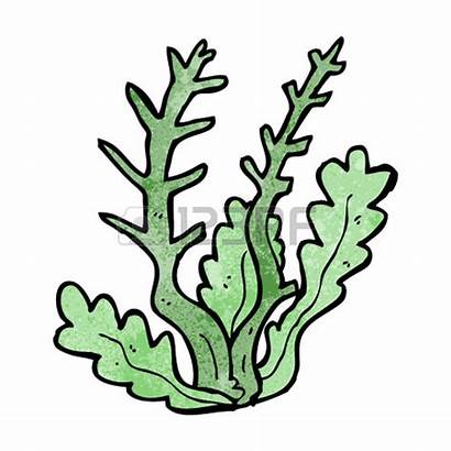 Coral Seaweed Reef Cartoon Clipart Clip Drawing