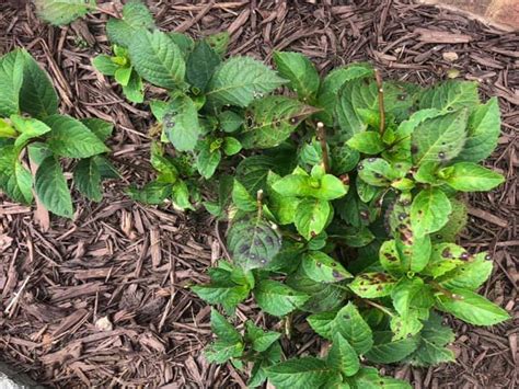 Pale colored rings may appear on leaves and some varieties may dispose of diseased plants. Hydrangea Brown Spots on Leaves - 13 Hydrangea Diseases ...