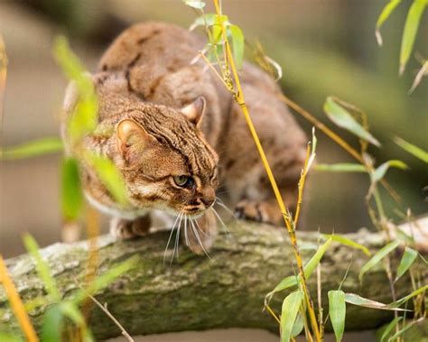 Whats The Worlds Smallest Cat — Bbc Wildlife Magazine In 2022