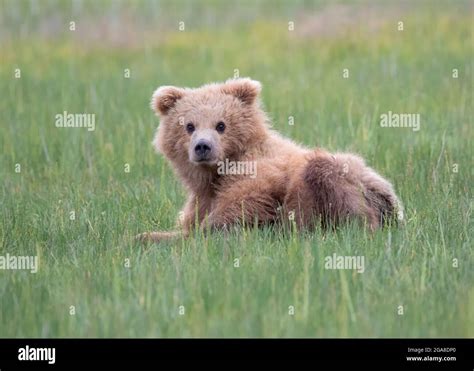Coastal Brown Bear Ursus Arctos Cub Resting In A Meadow Silver