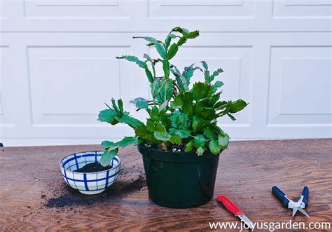 Houseplant repotting: christmas cactus