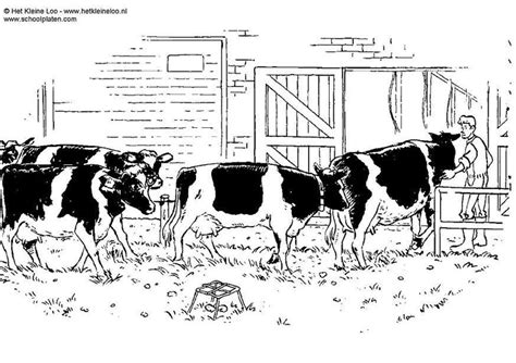 Dibujo para colorear Vacas - Dibujos Para Imprimir Gratis - Img 8262