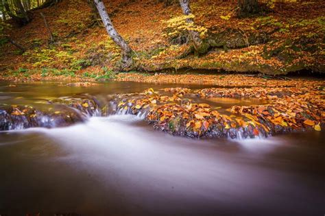 Closeup Of Water Flowing Through Autumn Forest Yellowing Trees