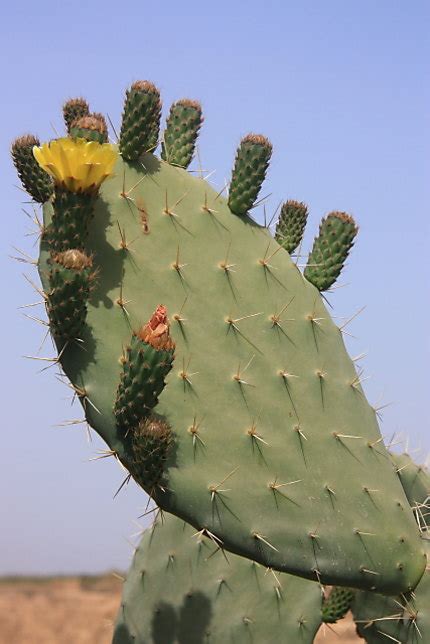 J'ai vu un champ de cactus ! Cactus à Taroudant : Plantes : Fleurs : Taroudant : Anti ...