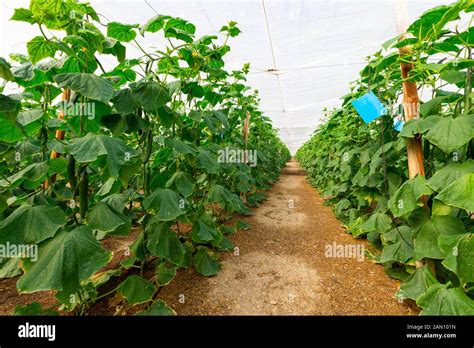 Cucumbers Growing In A Greenhouse Stock Photos Cucumbers Growing In A
