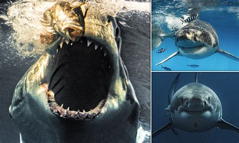 great white shark appears to grin at the camera and then lunges at bait in stunning close up