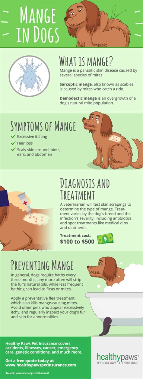 How To Treat Mange In Dogs Healthy Paws Pet Insurance