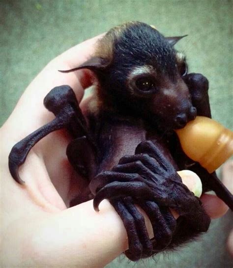 Pin By Monique C On Cuties Baby Bats Cute Bat Animals Beautiful