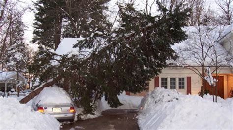 How To Protect Your Trees From Winter Storms Angies List