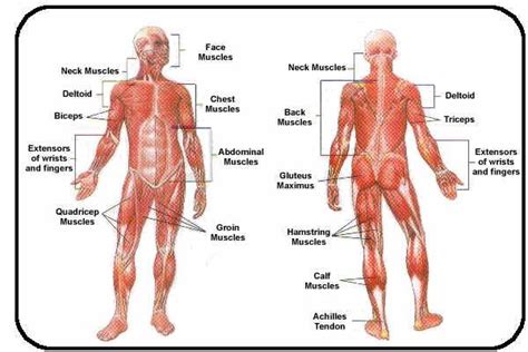 These include the three cuneiform bones, the cuboid bone, and the navicular bone. muscular system diagram labeled and unlabeled for kids | Muscular system diagram to label ...