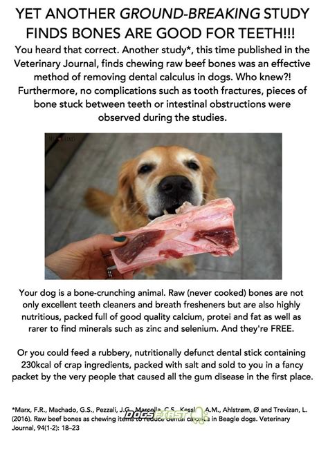 How To Safely Feed A Dog Bones Dogs First Dog Bones Dogs Feeding