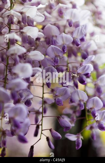 Wisteria Plant Stock Photos And Wisteria Plant Stock Images Alamy