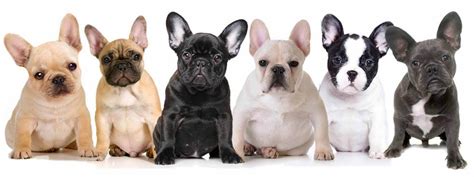 These are high quality beautiful purebred french bulldogs puppy of rare black and tan color. The Many Colors of the French Bulldog | PetsHotSpot.com
