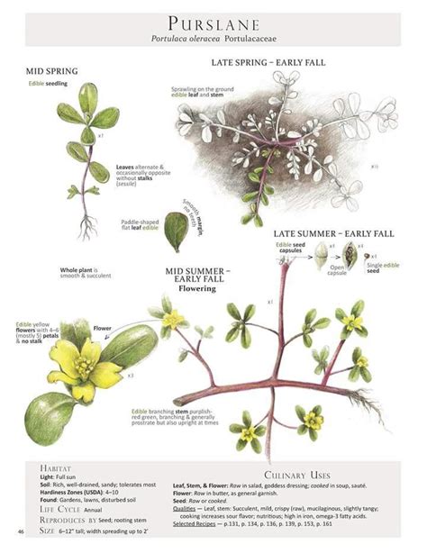 Purslane Plant Identification Edible Wild Plants Portulaca Oleracea