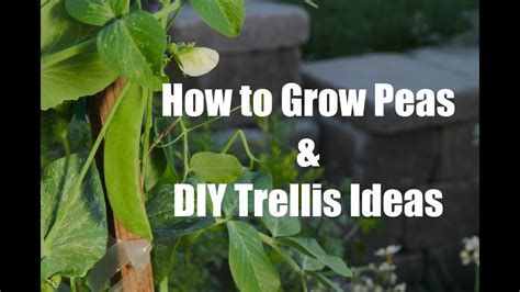 How To Plant And Grow Peas And Easy Diy Trellis Ideas