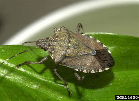 Stink Bug Armies Invading Homes Across The Northwest