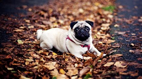Pug Dog Fall Leaves Wallpaper Nature And Landscape Wallpaper Better