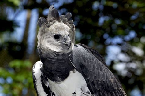 We did not find results for: Harpy Eagle vs. Sloth