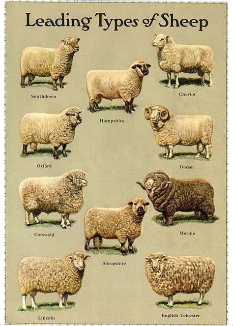 Print Of Types Of Sheep Sheep Breeds Sheep Sheep Art