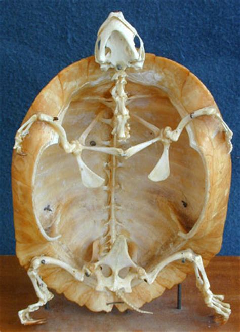 The backbone is made of 33bones. Marine Turtles: Introduction