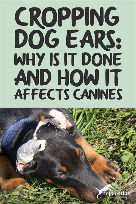 Cropping Dog Ears Why Is It Done And How It Affects Canines