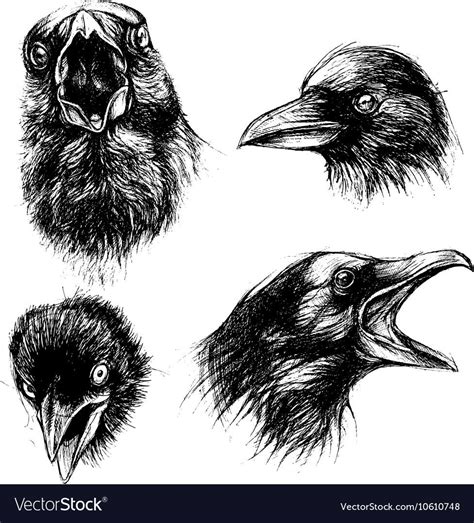Crow Head Traditional Ballpoint Pen Drawing Download A Free Preview Or