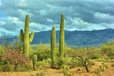 Saguaro Cactus Arizona Photograph By Nancy Jenkins Pixels