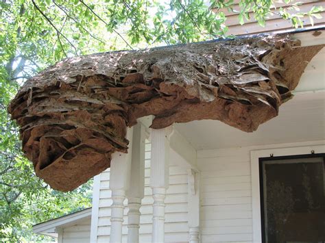 Maybe you would like to learn more about one of these? Beware of Yellow Jacket Nests the Size of Cars