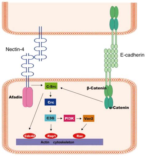 Role Of Nectin Protein In Cancer Review