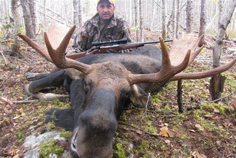 Maine Moose Hunt Fully Guided Jackman Maine Moose Permit