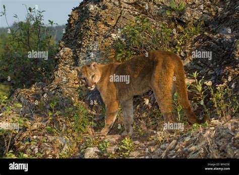 Cougar Felis Concolor Rocky Mountains Canada Stock Photo Alamy