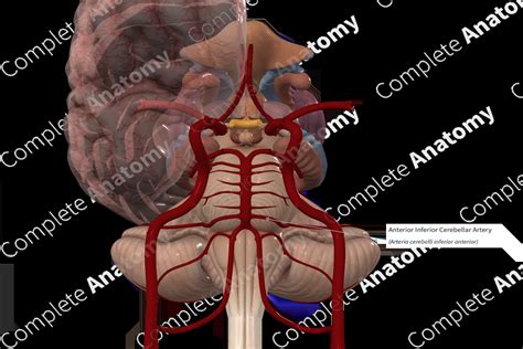 Anterior Inferior Cerebellar Artery Complete Anatomy