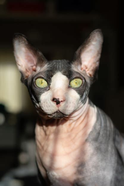 Premium Photo Grey Purebred Cat Canadian Sphynx With Green Eyes