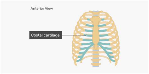 Rib Cage Diagram Thoracic Cage Gross Anatomy Flashcards Draw It To