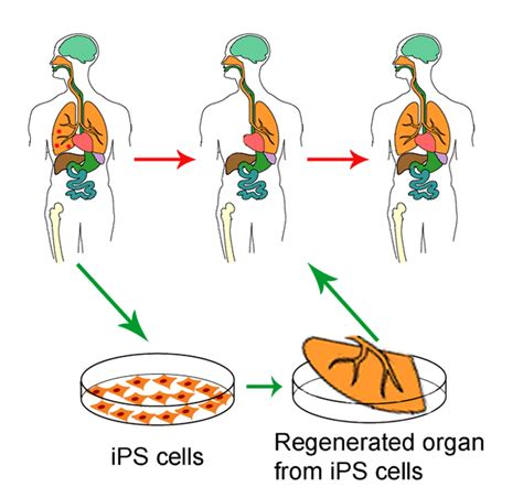 Regeneration Of Organs From Ips Download Scientific Diagram