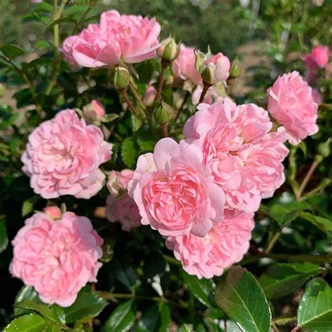 The Fairy Shrub Rose Quality Roses Direct From Grower