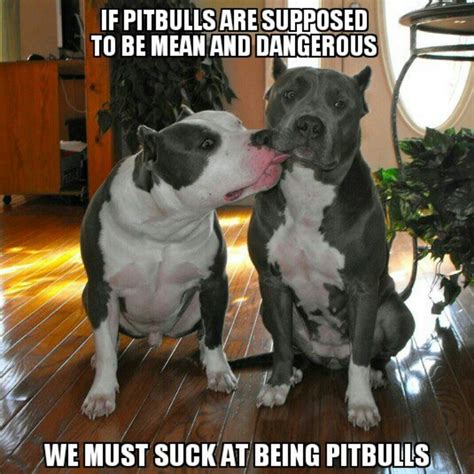 Are Pit Bulls Really That Dangerous — Science Leadership Academy
