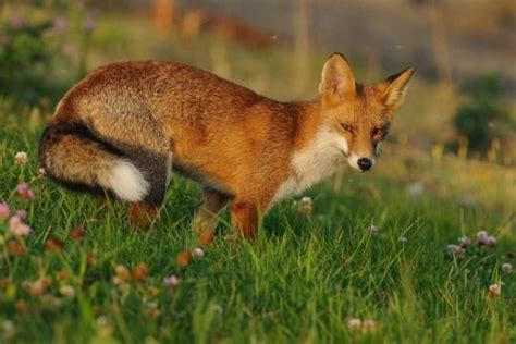 Red Fox Vulpes Vulpes Part Ii Fox Most Beautiful Animals Red Fox
